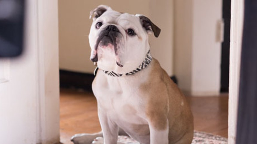 Bedste hund er fundet i Cannes