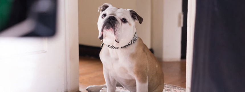 Bedste hund er fundet i Cannes