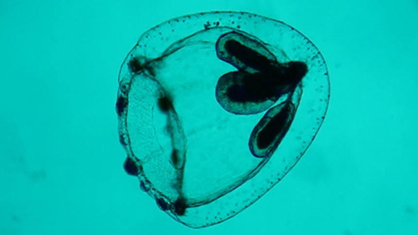 Sund italiensk skepsis