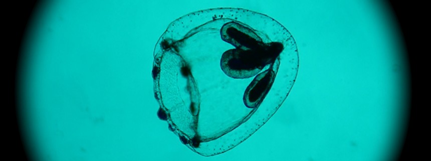 Sund italiensk skepsis