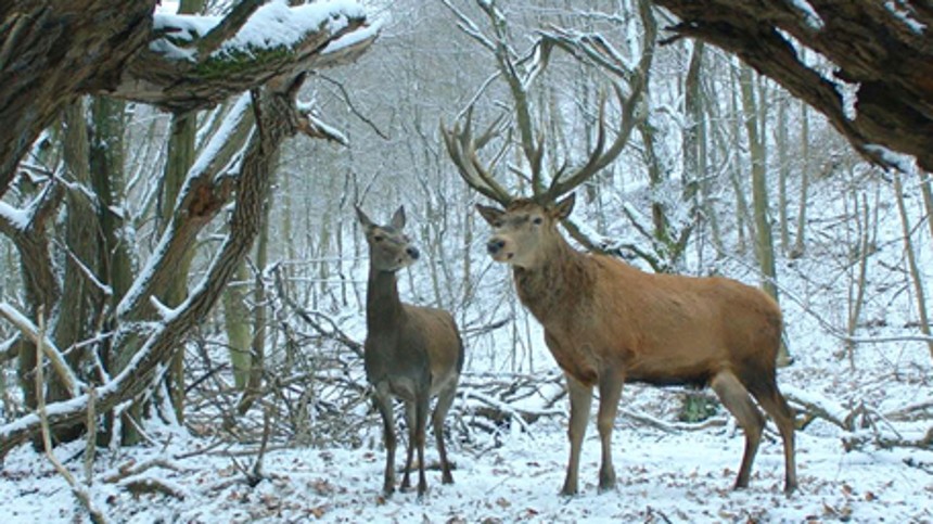 Drømmefilm napper Guldbjørnen