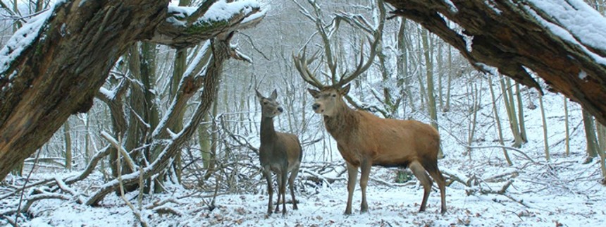 Drømmefilm napper Guldbjørnen