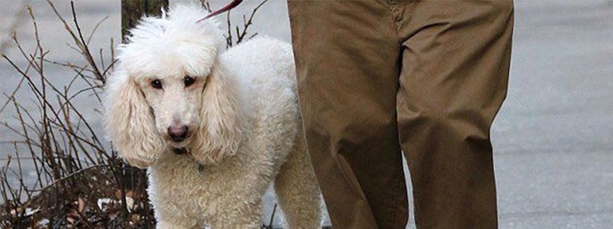 Netflix vinder prisen for bedste hund i Cannes