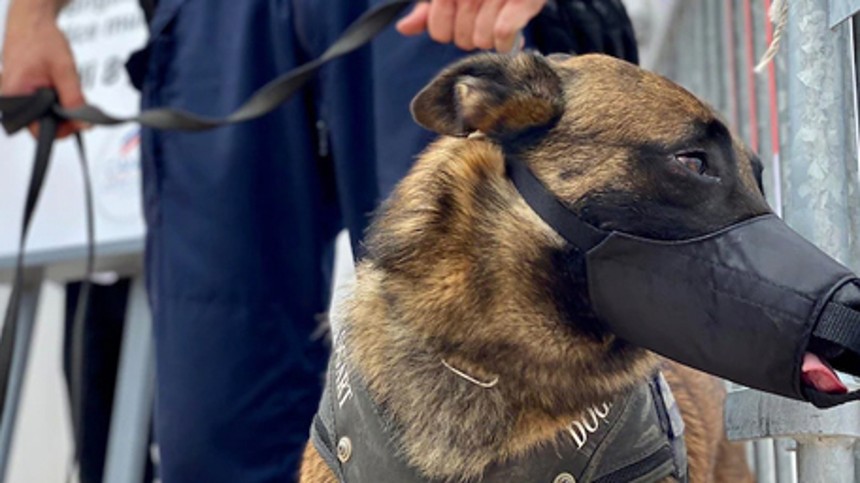 Hunde til kamp mod corona