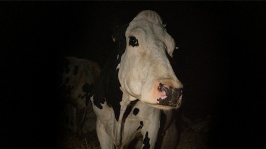 Smerte og skønhed i køernes verden