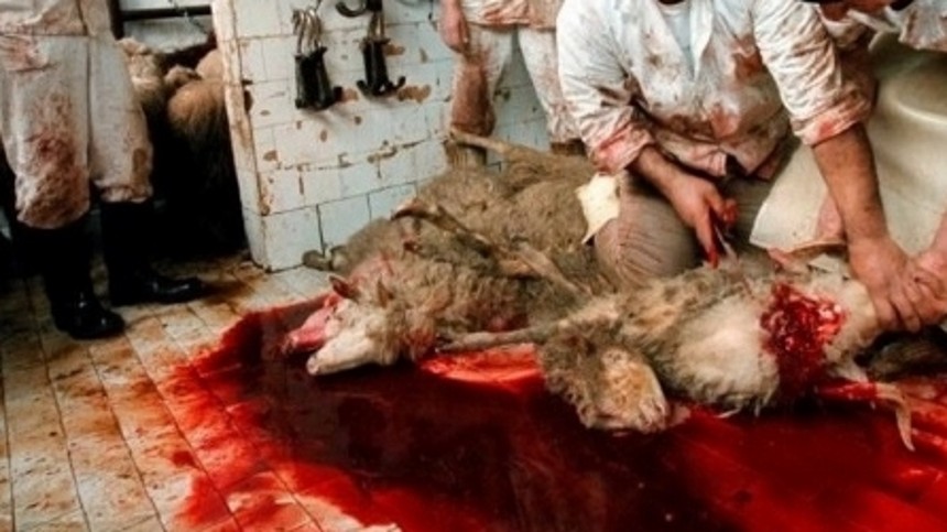 Debutanter er da noget, man slagter