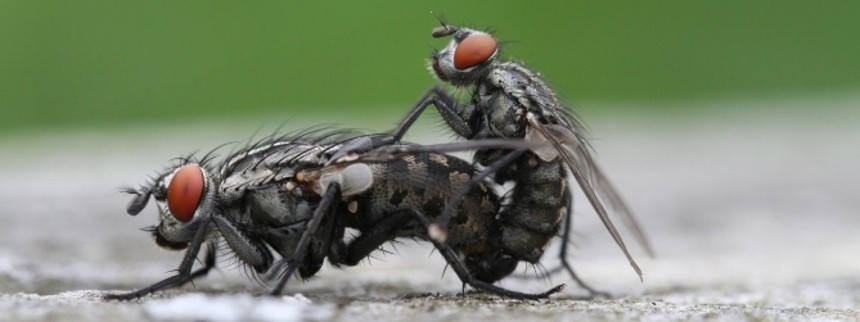 Læsernes ynkelige flueknepperi