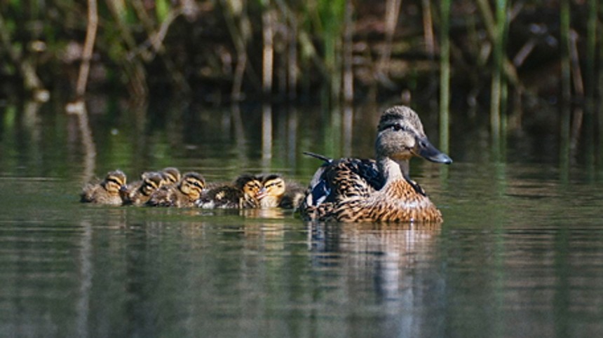 Vilde vidunderlige Danmark