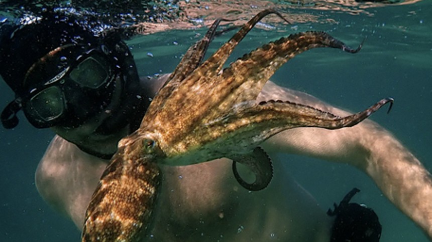 Hvad jeg lærte af en blæksprutte